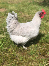 Feather Lover Farms Lavender Marans Chickens