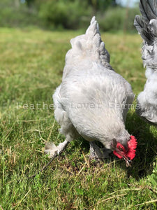 Feather Lover Farms Lavender Marans Hen In Grass