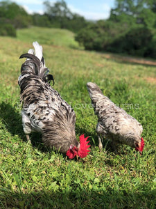 Splash Isbar Hen & Rooster Feather Lover Farms