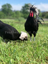 White Crested Polish Hen & Rooster Feather Lover Farms