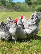 Lavender Wyandottes From Feather Lover Farms 
