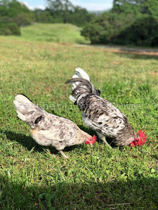 Splash Isbar Hen & Rooster Feather Lover Farms