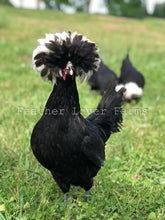 White Crested Polish Hen Feather Lover Farms