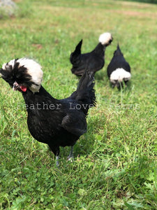 White Crested Polish Chickens Feather Lover Farms