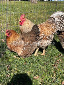 Bielefelder Chicks For Sale Chicken Feather Lover Farms Hen & Rooster 