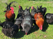 Feather Lover Farms French Black Copper Marans Hens