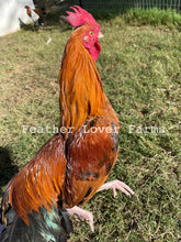 Feather Lover Farms Laughing Chicken Chick Roosters