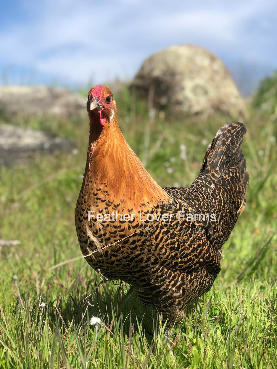 Golden Deathlayer Gold Deathlayer Chick (Unsexed) | Feather Lover Farms
