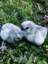Feather Lover Farms Lavender Silkie Chicks For Sale