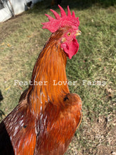 Feather Lover Farms Laughing Chicken Chicks Rooster