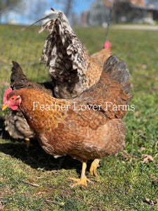 Bielefelder Chicks Chicken For Sale Feather Lover Farms 