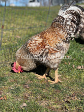 Bielefelder Chicks Chicken Feather Lover Farms Rooster