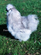 Feather Lover Farms Lavender Silkie Chicken Rooster