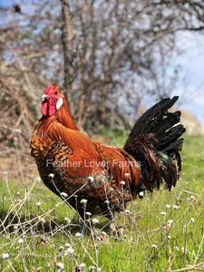 Death Layer Rooster Chicken Feather Lover Farms 