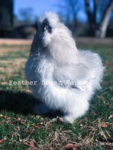 Feather Lover Farms Lavender Silkie Chicken Rooster