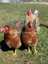 Feather Lover Farms Bielefelder Chicks For Sale