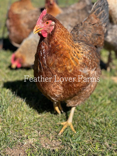 Feather Lover Farms Bielefelder Chicks Chicken