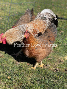 Bielefelder Chicks Chicken Feather Lover Farms  Hen