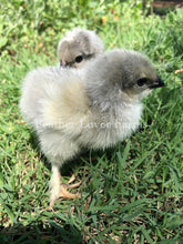 Feather Lover Farms Lavender Marans Chicks For Sale