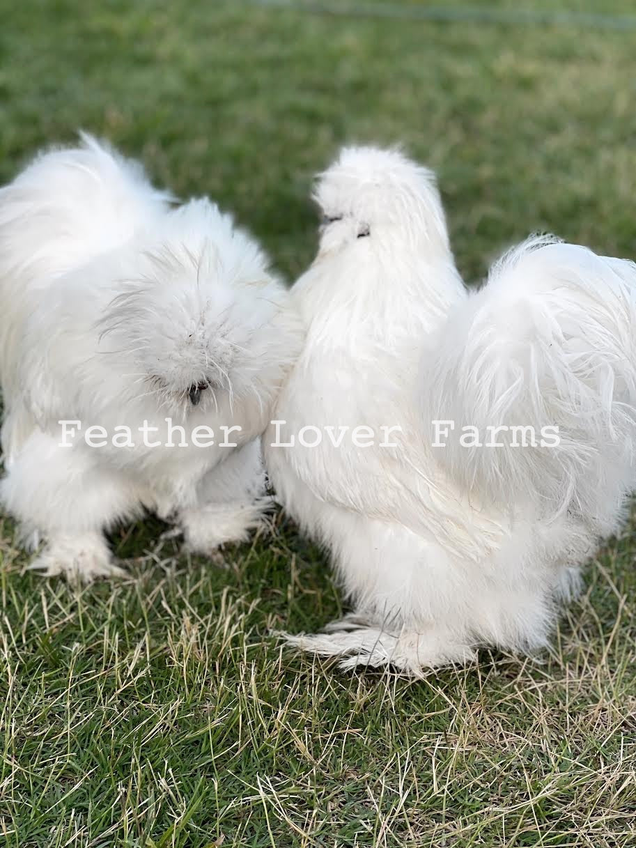 10pcs Small White Feathers From Silkies for DIY Crafting Natural White  Cruelty Free 