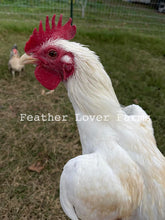 Feather Lover Farms White Laughing Chicken Chicks