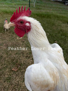 Feather Lover Farms White Laughing Chicken Chicks