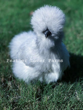 Lavender Silkie Chicken