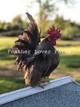 Feather Lover Farms Serama Brown Rooster Chicken