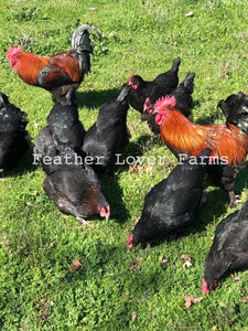 GFF Line French Black Copper Marans Chick (Unsexed)