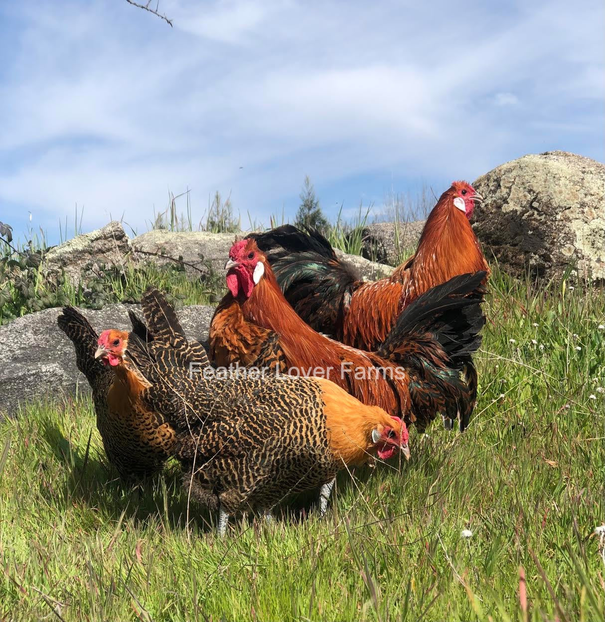 Golden Deathlayer Gold Deathlayer Chick (Unsexed) | Feather Lover Farms