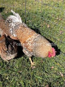 Bielefelder Chicks Chicken Feather Lover Farms 