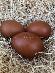 Lavender Marans Dark Brown Eggs | Feather Lover Farms