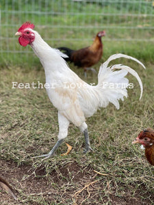 White Laughing Chicken Rooster At Feather Lover Farms 