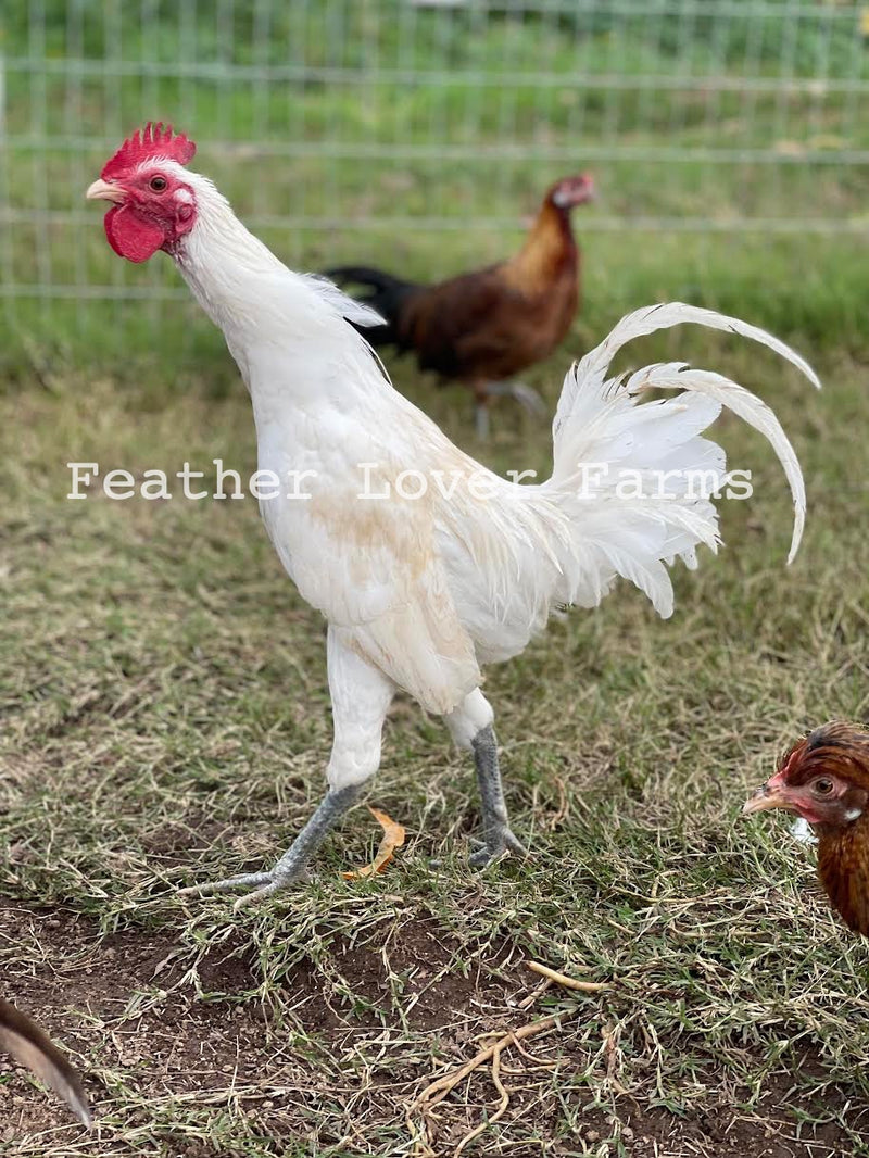 Ayam Ketawa Laughing Chicken Chicks For Sale | Feather Lover Farms