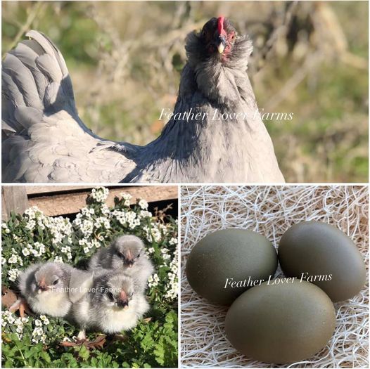 Feather Lover Farms Lavender Oliver Egger Chicken 