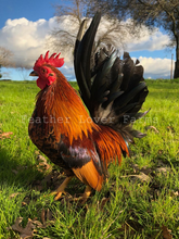 Malaysian Serama Rooster For Sale Feather Lover Farms