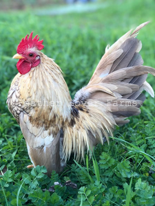 Malaysian Serama Rooster Chicken