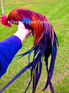 Red Onagadori Rooster For Sale At Feather Lover Farms