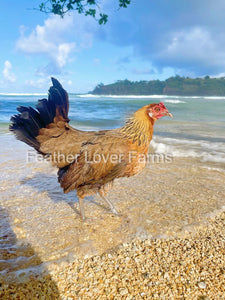 Hawaiian Chickens 