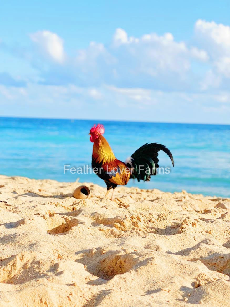 Chicken Rooster with iridescent feathers on beach in Hanalei Bay on Pacific  island of Kauai Hawaii United States Stock Photo - Alamy