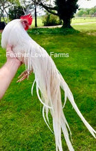White Onagadori Rooster For Sale At Feather Lover Farms