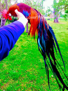 NEW Zoo & Adventure Park - Rooster feathers are pretty with a purpose! Hens  tend to favor roosters with shiny, colorful neck and saddle feathers (found  in front of their tails!), which