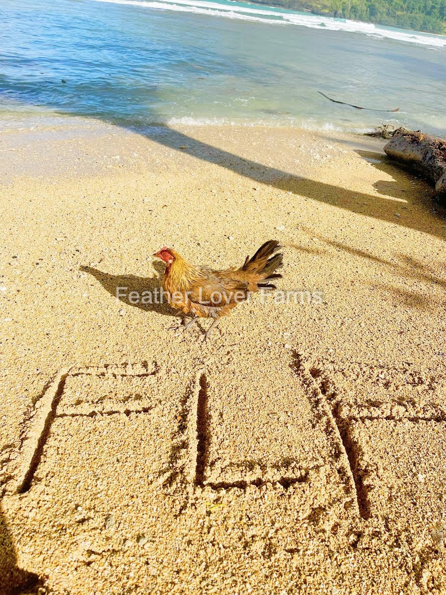 Chicken Rooster with iridescent feathers on beach in Hanalei Bay