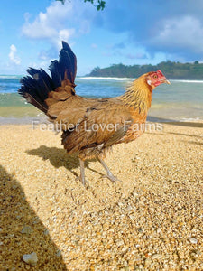 Maui Chickens 
