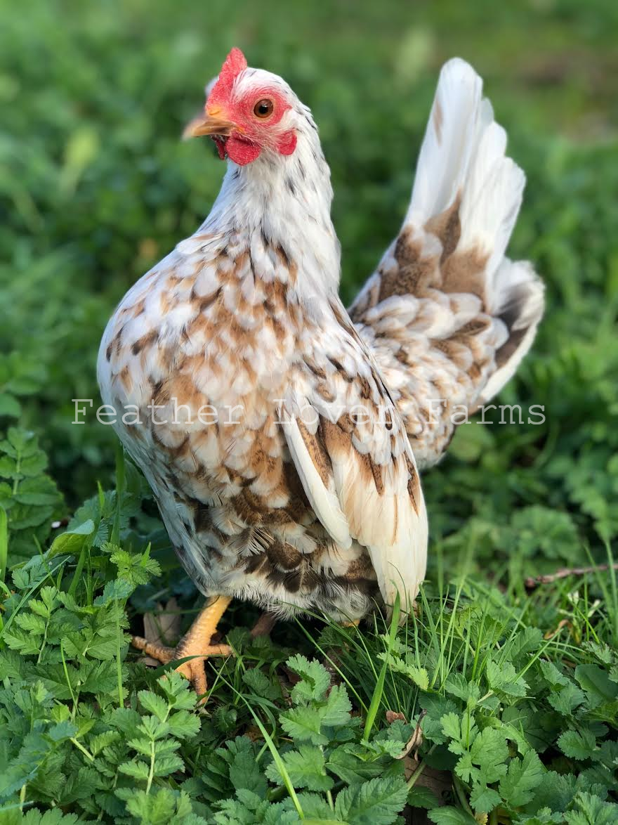 Malaysian Serama Chicks For Sale | Feather Lover Farms