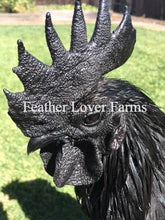 Feather Lover Farms Line Ayam Cemani Juvenile Chickens (6-12 Weeks Old)