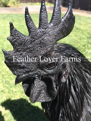 Ayam cemani for sale Feather Lover Farms