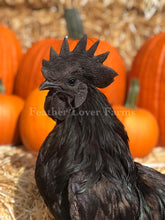 All Black Chickens For Sale At Feather Lover Farms 