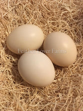 Feather Lover Farms Ayam Cemani Eggs