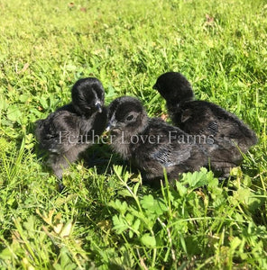 Ayam cemani chicks for sale Feather Lover Farms